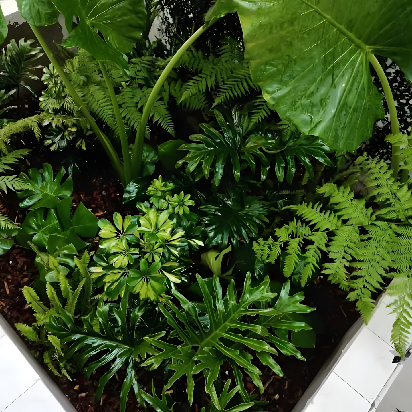 Flora Endémica